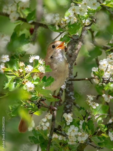 Male Common nightingale (Luscinia megarhynchos) sits on a branch.