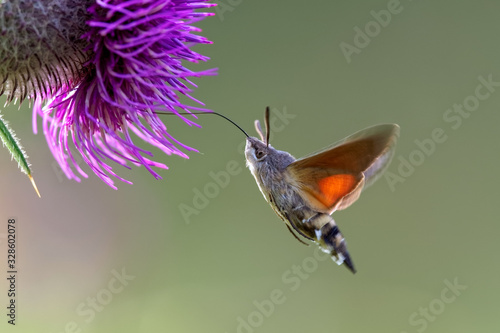 hummingbird hawk-moth (Macroglossum stellatarum) feeding nectar.