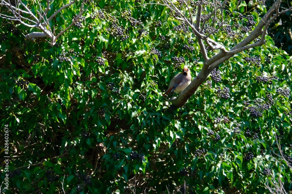 japanese waxwing on branch japanese waxwing on branch