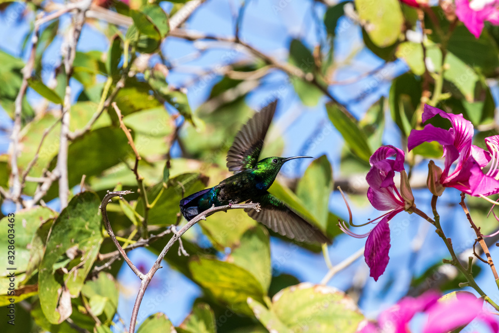 hummingbird in flight