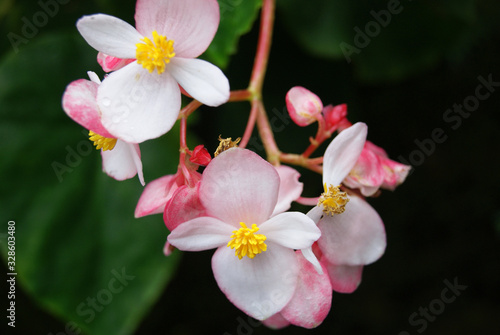 Blooming Flowers with the dark background