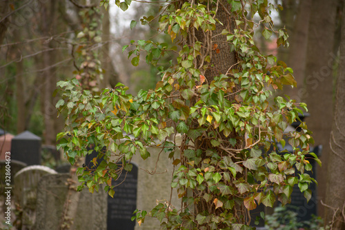 Weissensee Jewish Cemetery European ivy growing on a tree in Berlin Germany