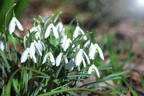 First beautiful snowdrops in spring. First spring flowers, snowdrops in garden, sunlight