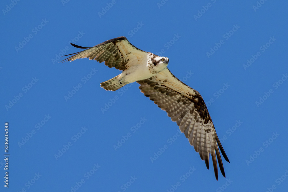 Fototapeta premium osprey in flight