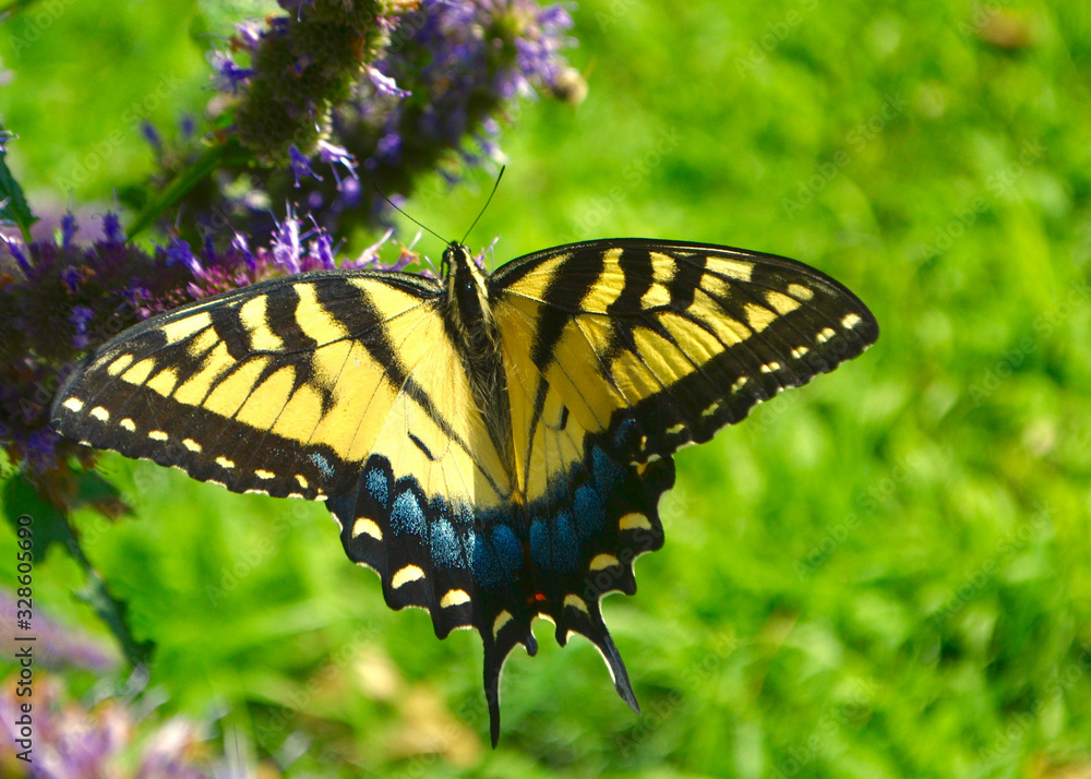 Fototapeta premium Closeup of an Eastern Tiger Swallowtail butterfly on an annise hyssop flower stalk.