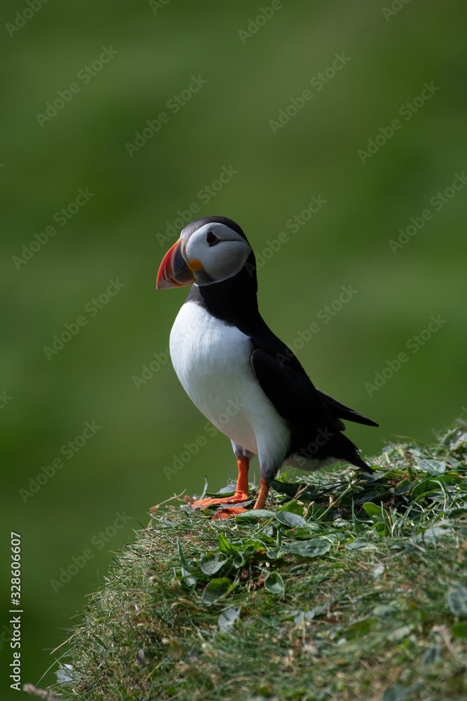 Puffin on Grass Puffin on Grass