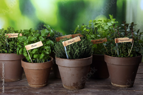 Homegrown and aromatic herbs in old clay pots. Set of culinary herbs. Green growing sage, oregano, thyme, savory, mint and oregano with lavender with labels