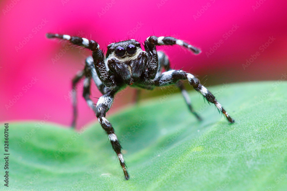 Fototapeta premium jumping spider in colombia