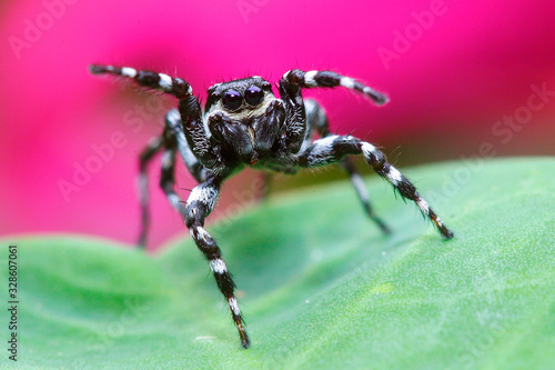 jumping spider in colombia © GuillermoOssa