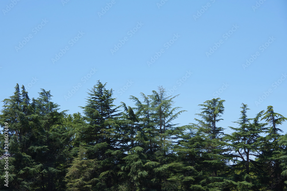 Tops of a row of fir trees under blue sky Tops of a row of fir trees under blue sky