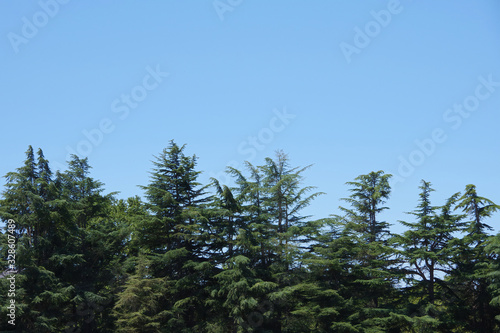 Tops of a row of fir trees under blue sky