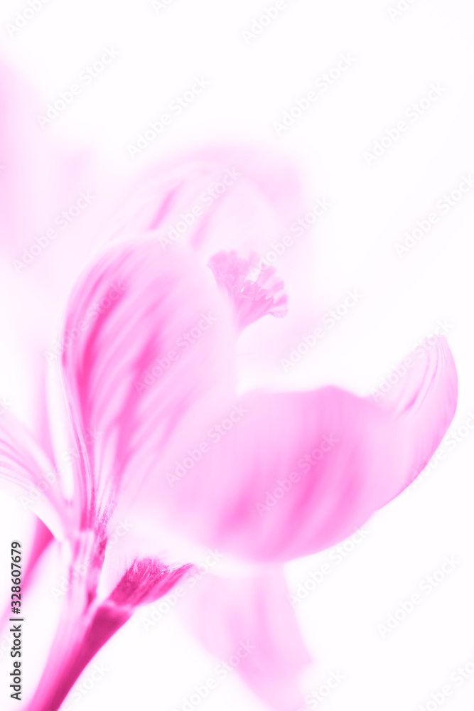 Pink crocus flower head. Isolated white background. Design art card.