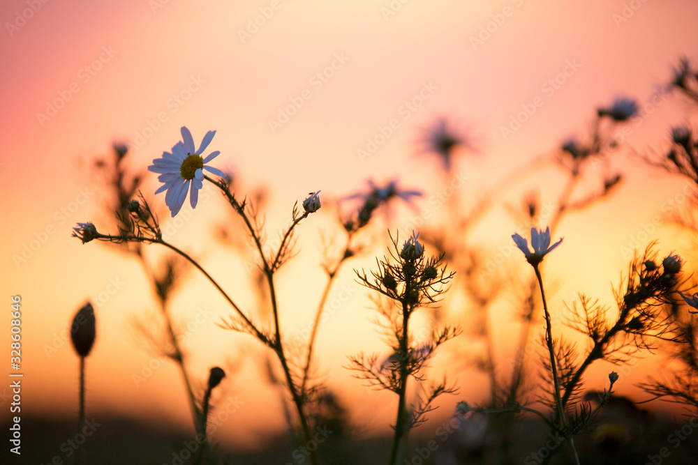 Obraz premium Kwiat rumianku na polnej łące