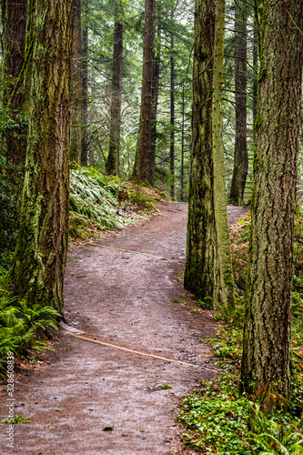 Footpath in the wild forest after wet snow