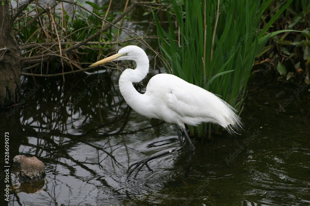 great blue heron in the water great blue heron in the water