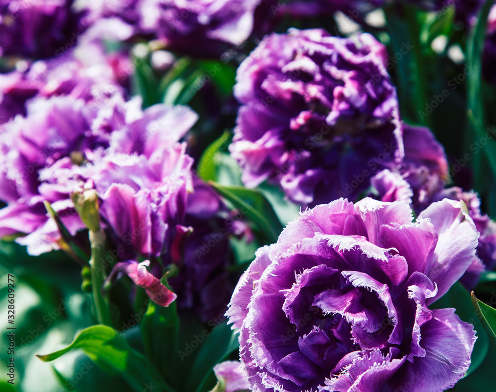 bunch of tulip flowers close up for background, flowerbed untypical macro, many petails bright colored bunch of tulip flowers close up for background, flowerbed untypical macro, many petails bright colored