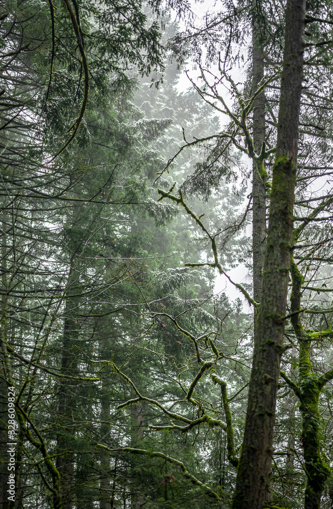 Wild forest with moss covered trees and treetops lost in fog Wild forest with moss covered trees and treetops lost in fog