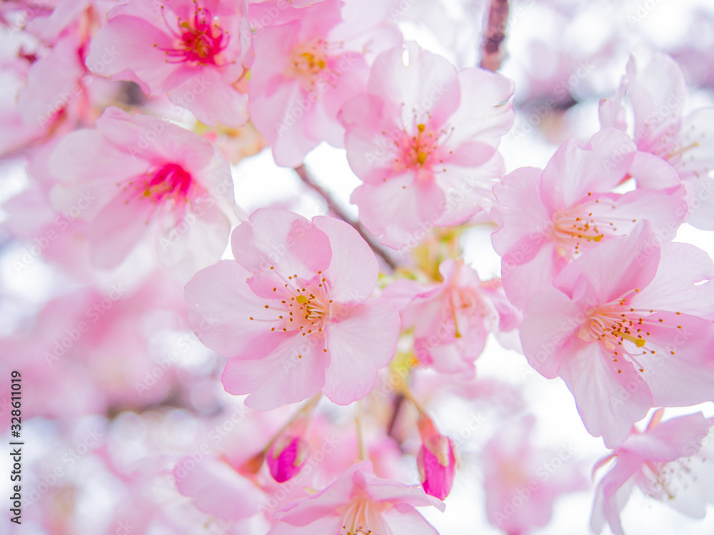 【静岡県伊豆の国市】満開の桜【河津桜】