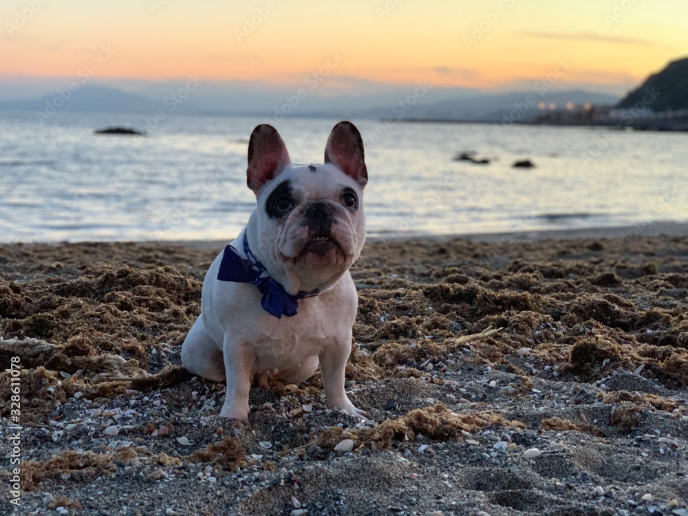 bulldog frances con paisaje de fondo