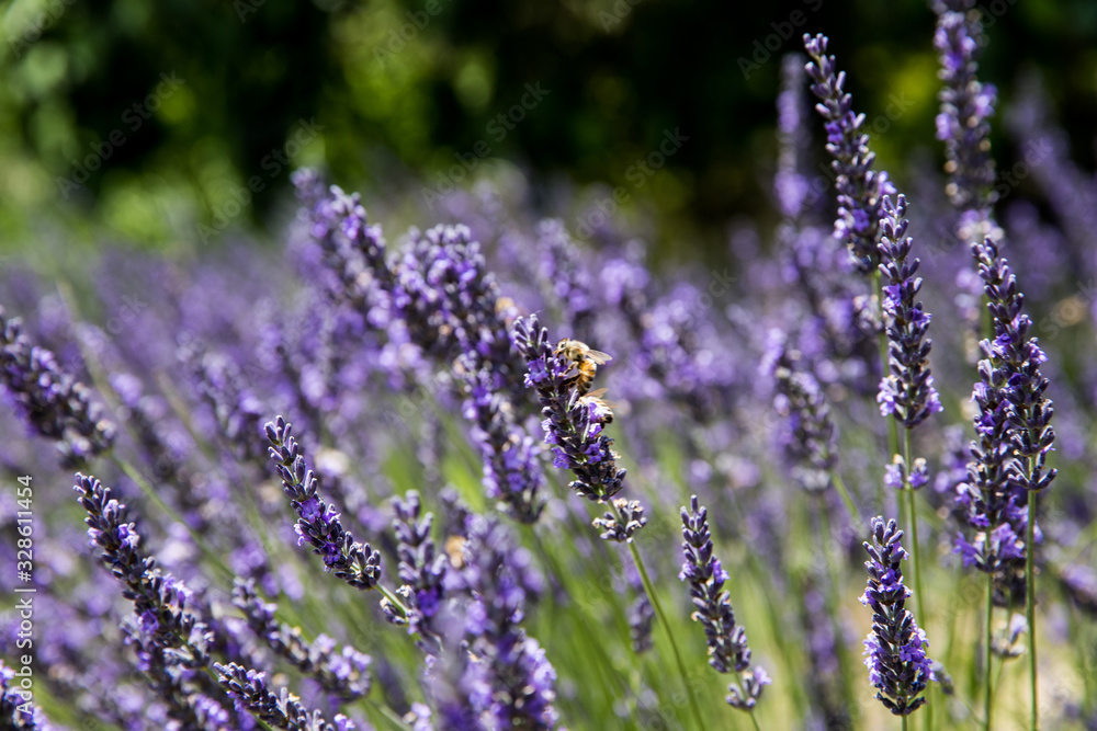Obraz premium lavender in the field