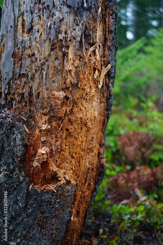 bark of a tree