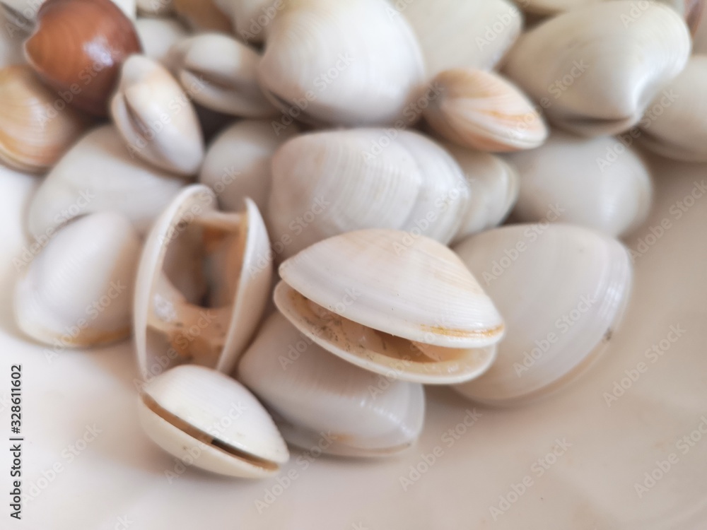 a beautiful heap of white clams