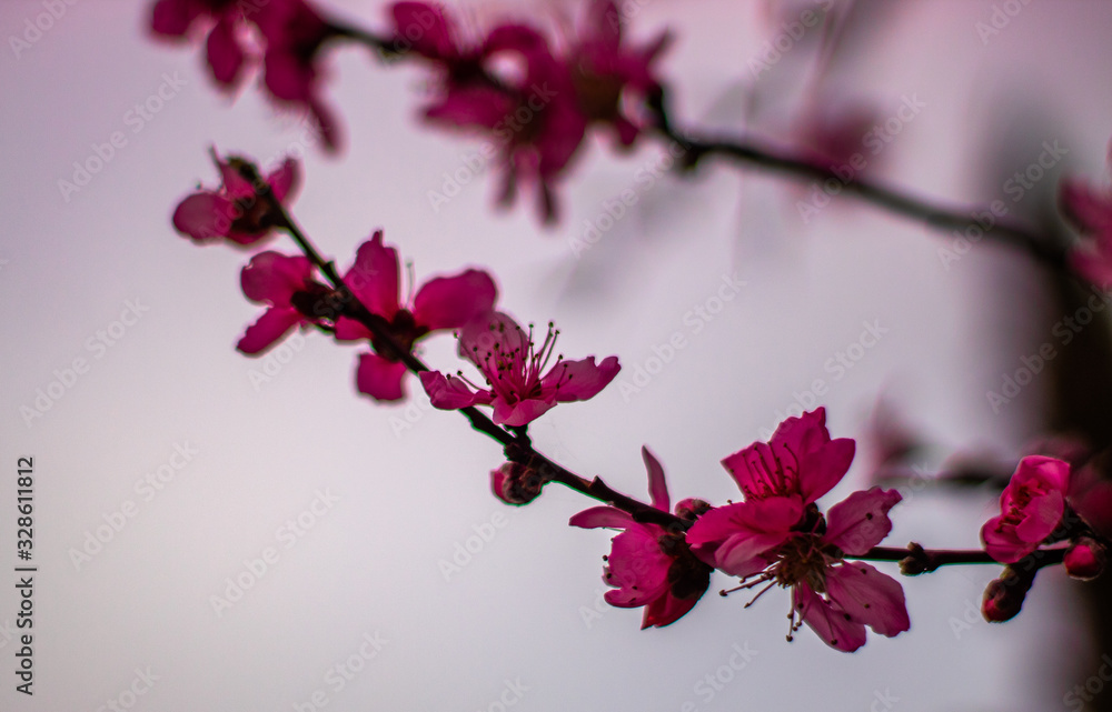 Naklejka premium cherry blossom on a background of blue sky