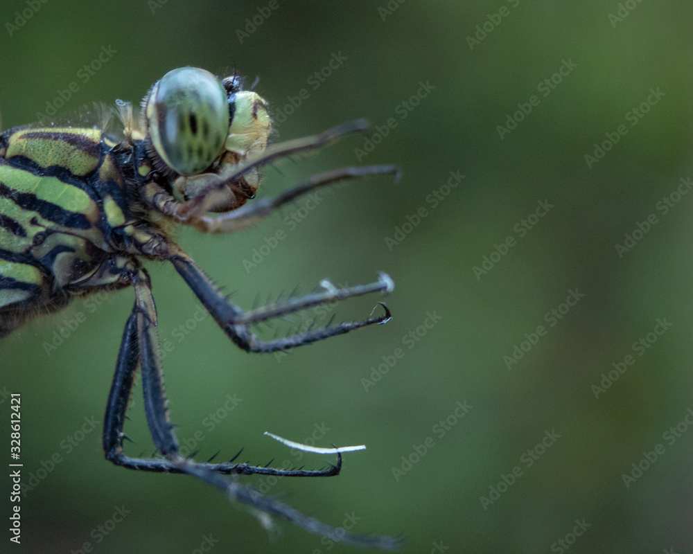 Face shot close up of common dragonfly on field Face shot close up of common dragonfly on field