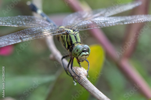 Close up of common dragonfly sitting on branches