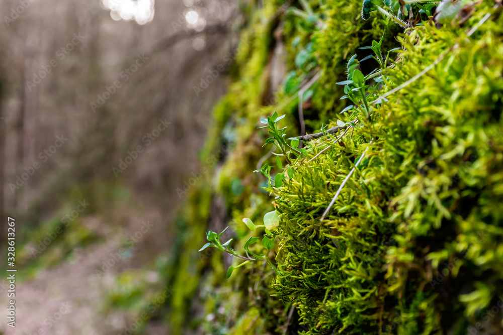 A close-up shot of the moss and a small plant growing on an old abandoned stone wall A close-up shot of the moss and a small plant growing on an old abandoned stone wall