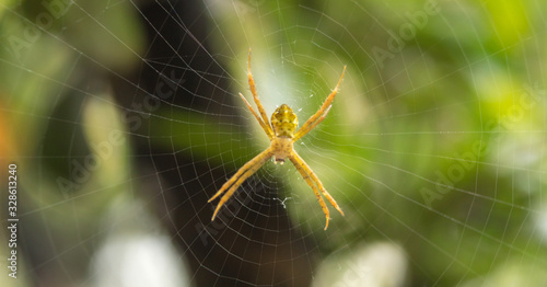 Close up of spider on net © Rizal Kuswandi