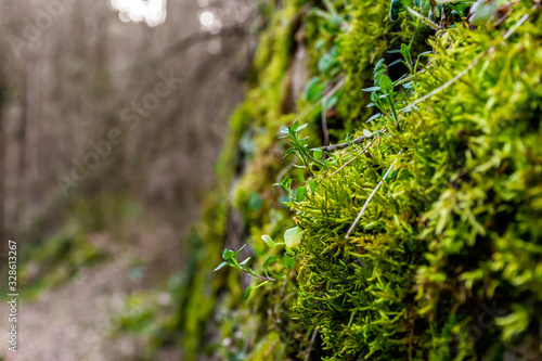 A close-up shot of the moss and a small plant growing on an old abandoned stone wall