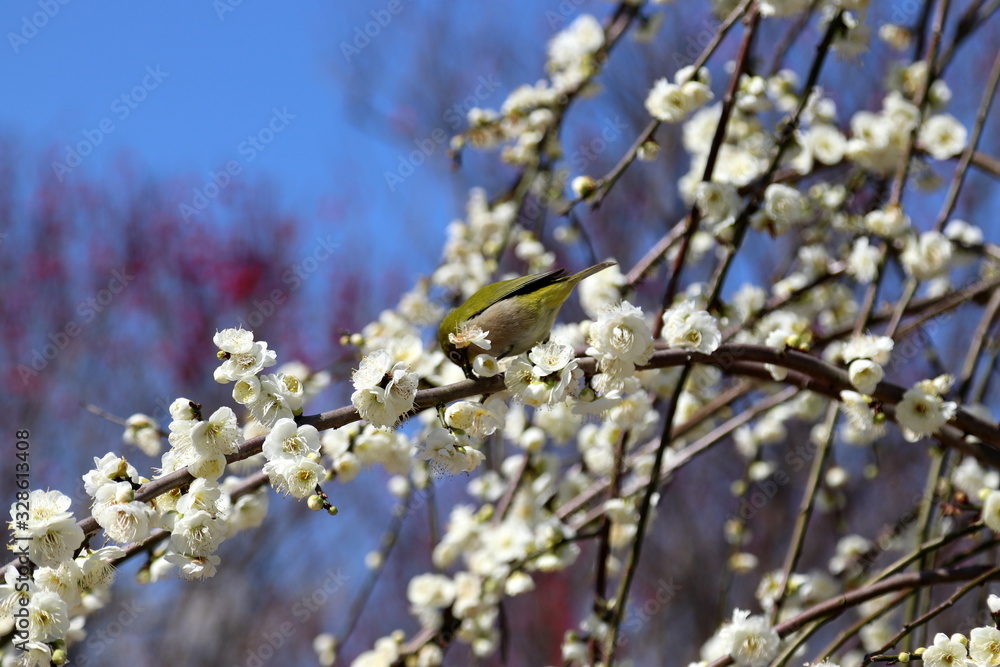 梅の花とメジロ 梅の花とメジロ