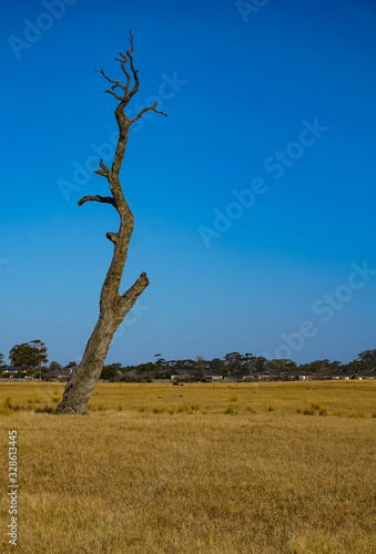 Dying deciduous tree on dried grass