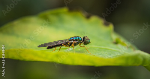 Macro scene of Microchrysa polita also known as soldier fly hanging on green leaf