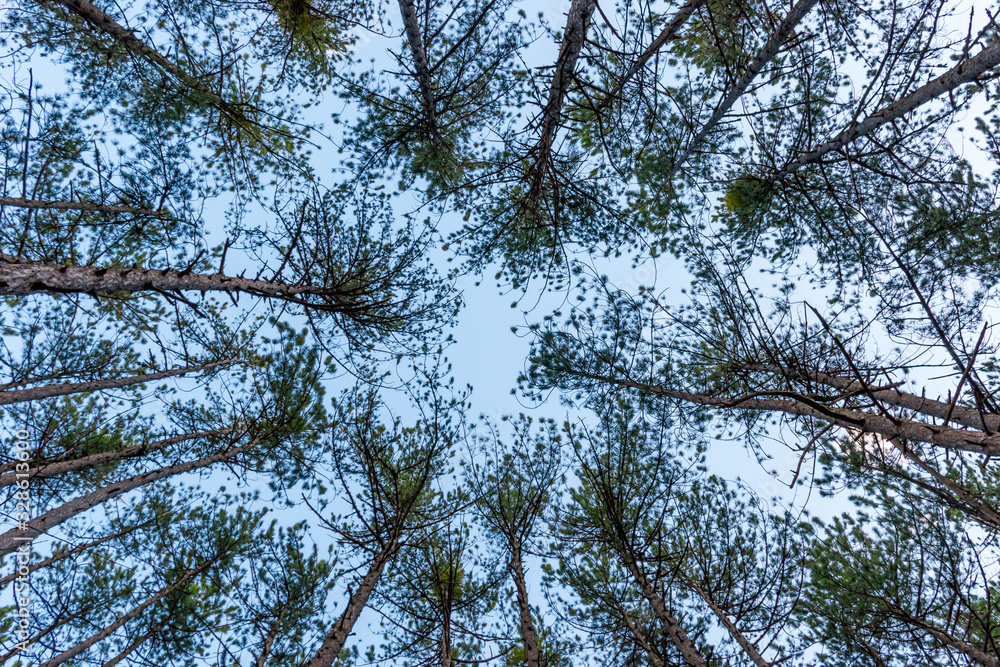 Fototapeta premium A pine forest illustration: tall pines shot ground up