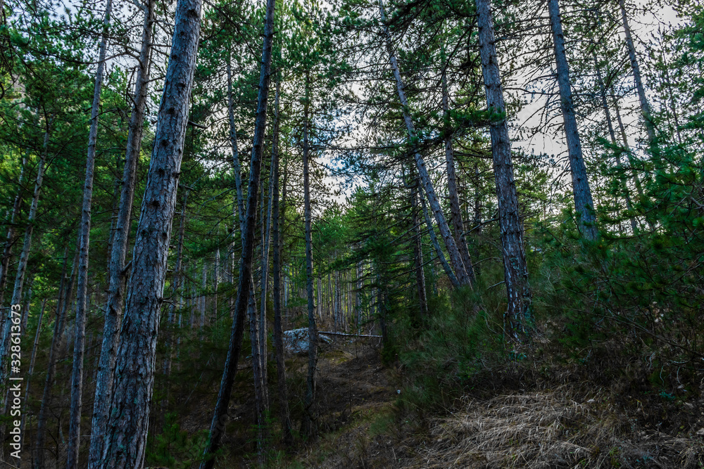Obraz premium A dark Alpine forest landscape view during the sunset with the Alps in the background and a hiking trail