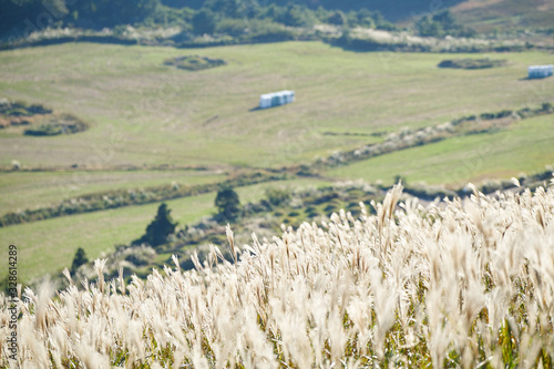 Silver grass. Saebyeol oreum in Jeju-do, South Korea. photo