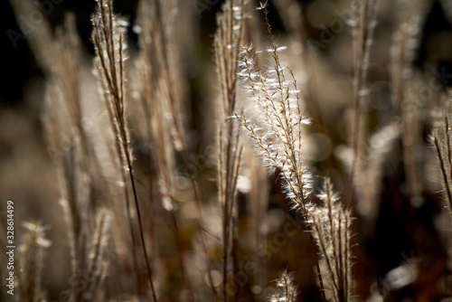 Silver grass. Saebyeol oreum in Jeju-do, South Korea. photo