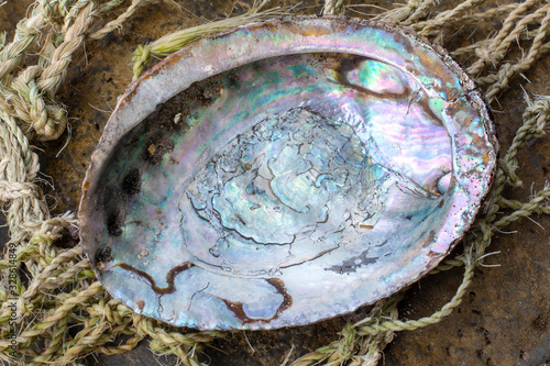 Canvas Print California abalone shell closeup