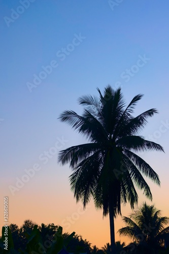 Large palm trees silhouetted against the twilight sky.