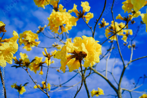 Golden Trumpet Tree and Flower 