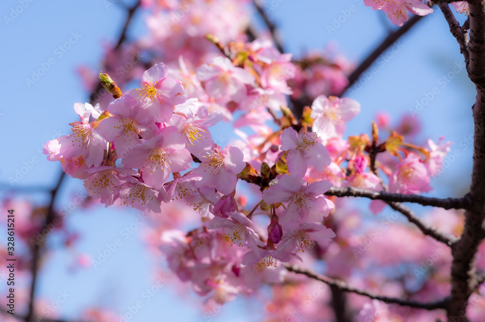 Obraz premium 河津桜