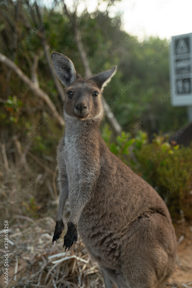 Kangaroo in Lucky Bay Western Australia Kangaroo in Lucky Bay Western Australia