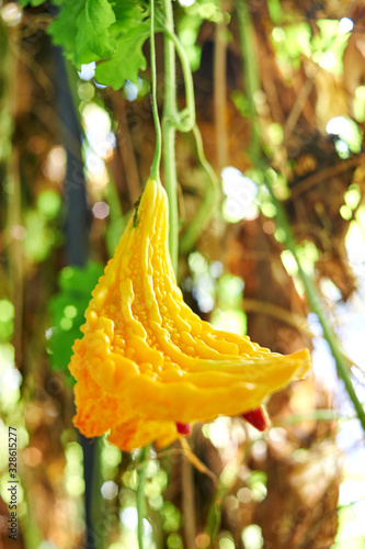 Yellow balsam apple.