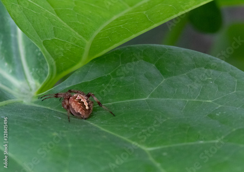 Close up shot of a brown golden spider under a green leaf -wildlife concept.