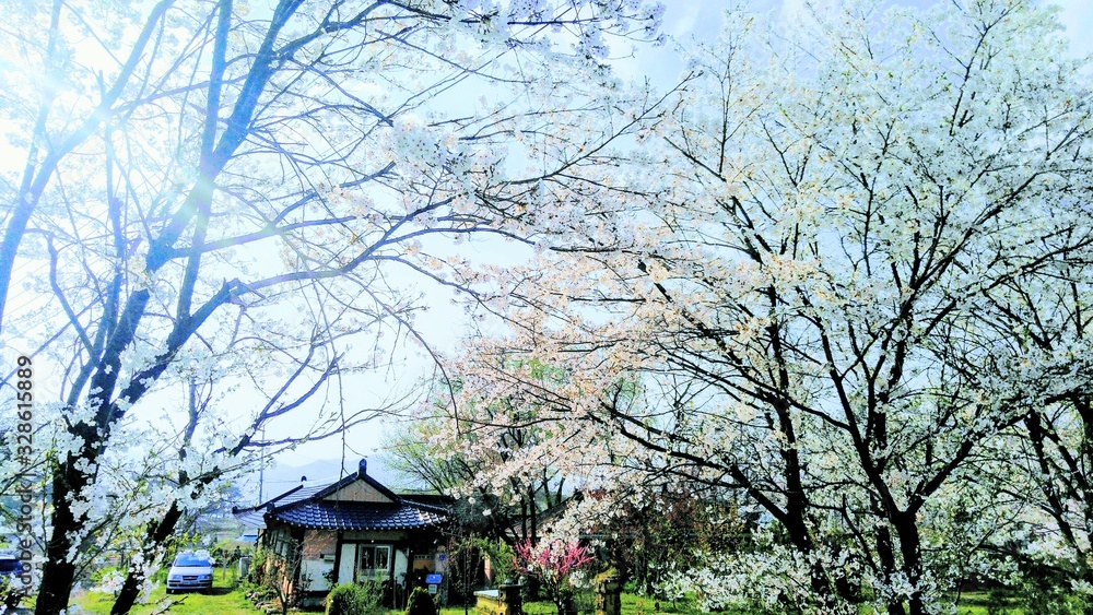  Beautiful flowers in Korea warm spring