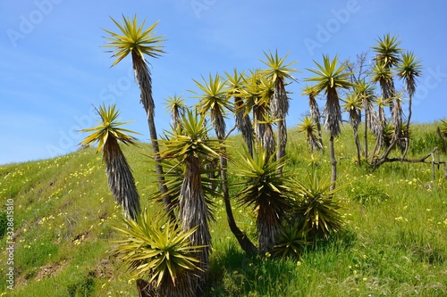 Yucca Palms on a hill
