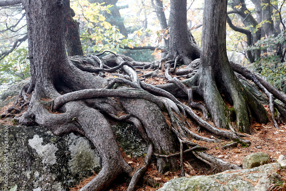 The roots of old trees in Seoraksan Mountain. The roots of old trees in Seoraksan Mountain.