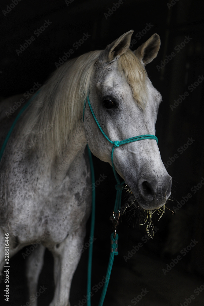 Obraz premium Portrait of a horse with black background